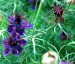 Nigella papillosa 'Midnight' - small image 1