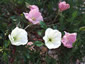 Oenothera acaulis - small image 1