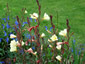 Oenothera odorata - small image 1
