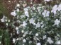 Omphalodes linifolia - small image 1