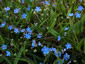 Omphalodes nitida - small image 1