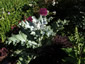 Onopordum nervosum - small image 1