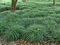 Ophiopogon planiscapus - small image 1