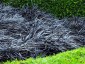 Ophiopogon planiscapus 'Nigrescens' - small image 1