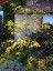 Opopanax chironium - small image 1