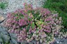 Origanum 'Kent Beauty' - small image 1
