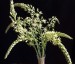 Ornithogalum pyrenaicum - small image 1