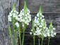 Ornithogalum thyrsoides - small image 1