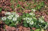 Pachyphragma macrophyllum - small image 1