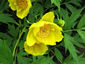 Paeonia ludlowii - small image 1