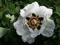 Paeonia rockii - small image 1
