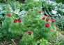 Paeonia tenuifolia - small image 1