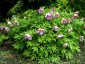 Paeonia veitchii - small image 1