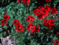 Papaver commutatum - small image 1