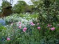 Papaver dubium lecoquii var. albiflorum - small image 1