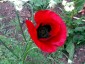 Papaver 'Paradise' - small image 1