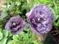 Papaver rhoeas 'Amazing Grey' - small image 1