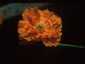 Papaver rupifragum - small image 1