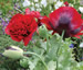Papaver somniferum 'Boudoir Babe' - small image 1