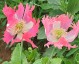 Papaver somniferum 'Izmir Afghan Special' - small image 1