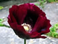 Papaver somniferum 'Laurens Grape' - small image 1