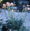 Papaver spicatum - small image 1