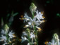 Paradisea lusitanica - small image 1