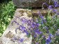 Parahebe perfoliata - small image 1