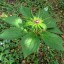 Paris polyphylla - small image 1