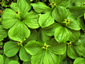 Paris quadrifolia - small image 1