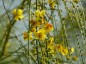 Parkinsonia aculeata - small image 1