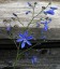 Pasithea caerulea - small image 1
