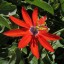 Passiflora manicata - small image 1