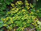 Patrinia gibbosa - small image 1