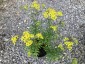 Patrinia rupestris - small image 1