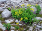 Patrinia triloba - small image 1