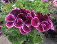 Pelargonium 'Black Prince' - small image 1