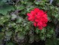 Pelargonium 'Distinction' - small image 1