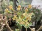 Pelargonium gibbosum - small image 1