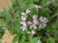 Pelargonium quinquelobatum - small image 1