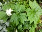 Peltoboykinia watanabei - small image 1
