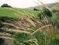 Pennisetum macrourum - small image 1