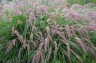 Pennisetum orientale 'Karley Rose' - small image 1