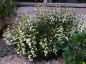 Penstemon 'Arctic Fox' - small image 1