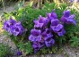Penstemon cobaea - small image 1