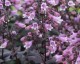 Penstemon digitalis 'Dakota Burgundy' - small image 1