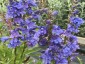 Penstemon heterophyllus 'Zuriblau' - small image 1