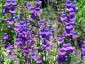 Penstemon spectabilis - small image 1
