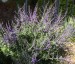 Perovskia atriplicifolia 'Little Spire' - small image 1