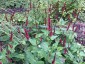 Persicaria amplexicaulis 'Blackfield' - small image 1
